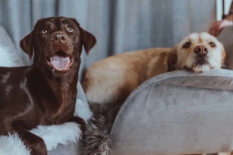 Anny und Kylie, die Bürohunde von CARMA Media